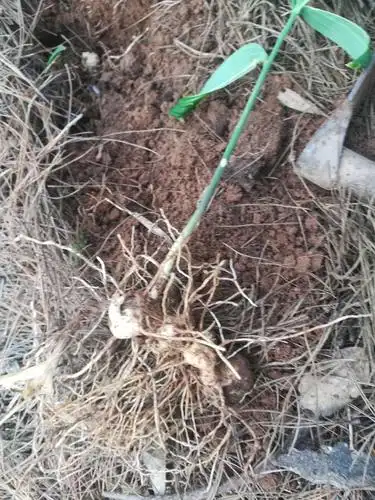 黄金梦破灭,预料中的事.