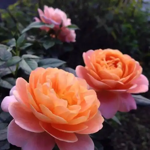 中老年头像大全:女人微信头像花朵唯美图片