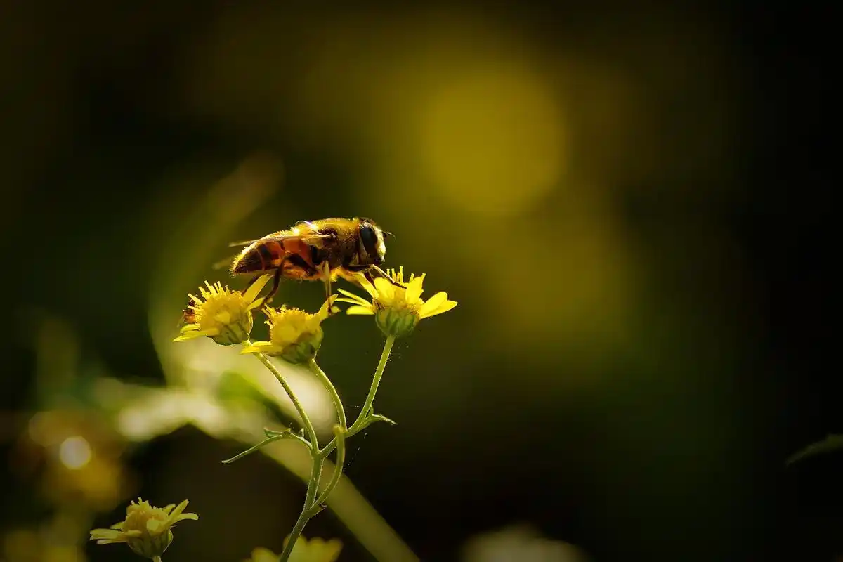 光影下忙碌采蜜的蜜蜂图片 - 第6张