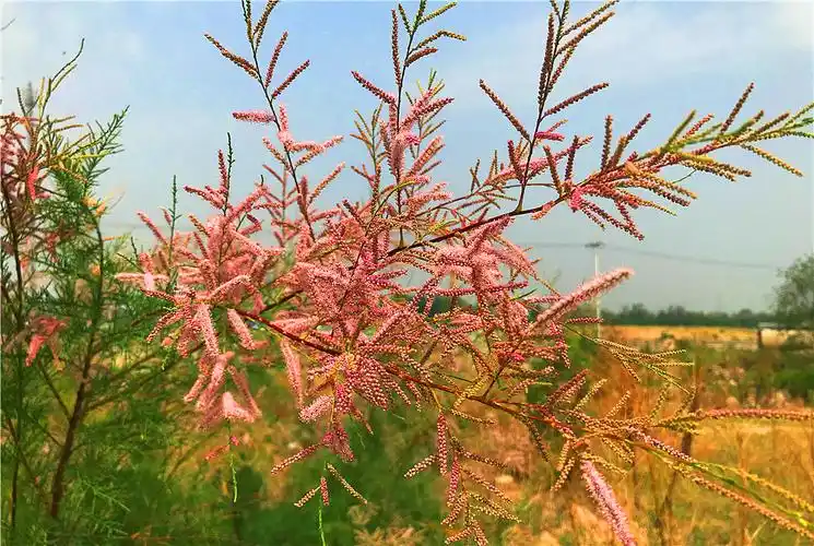 刘勇良手机纪实摄影:盛开的柽柳花