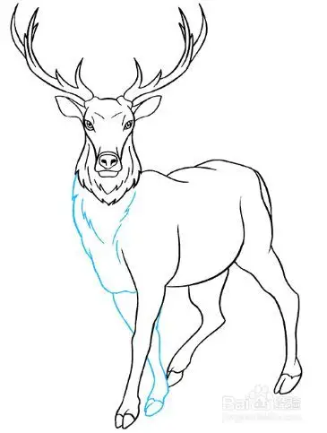 如何画可爱的麋鹿?