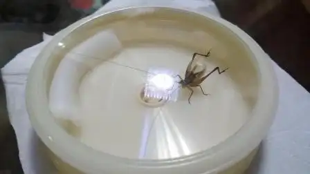 鸣虫东南亚金琥珀