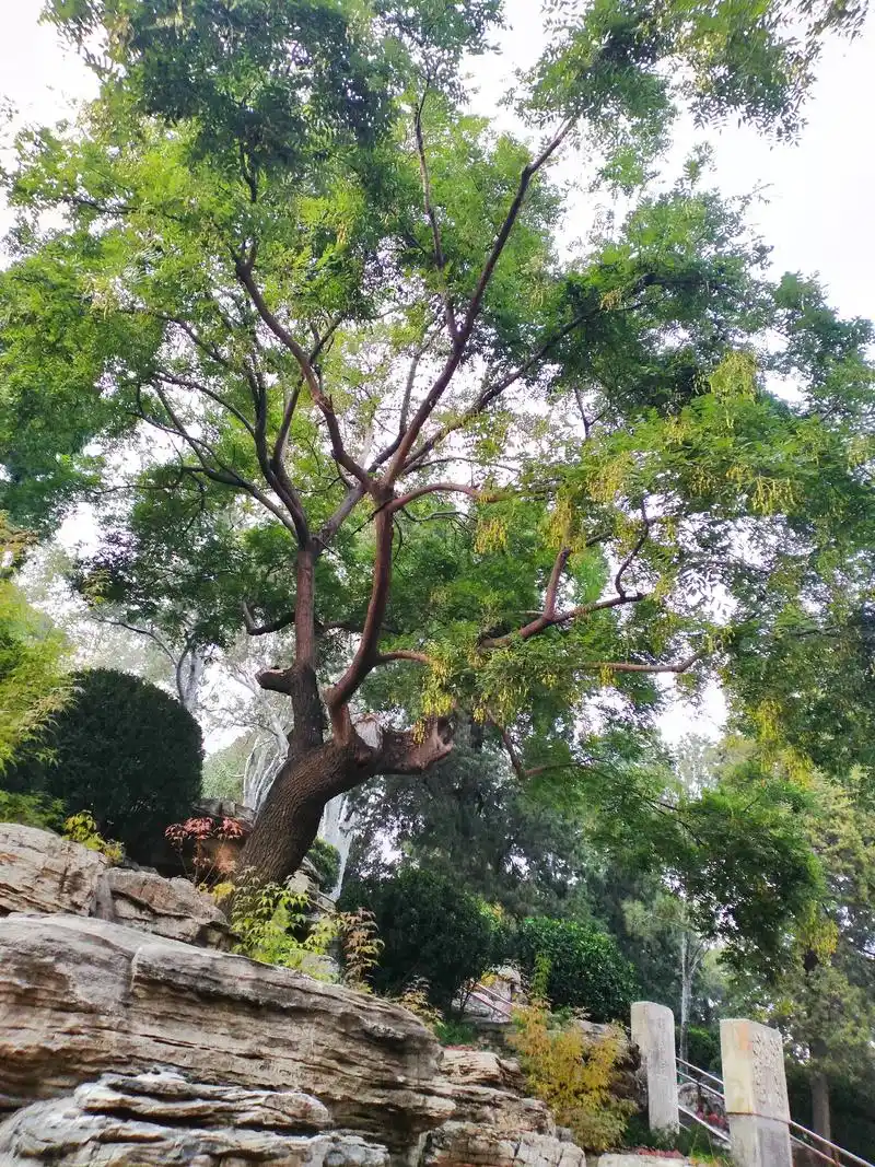 这颗老树,据说是明朝末代皇帝崇祯上吊自杀的地方. 1644年 - 抖音