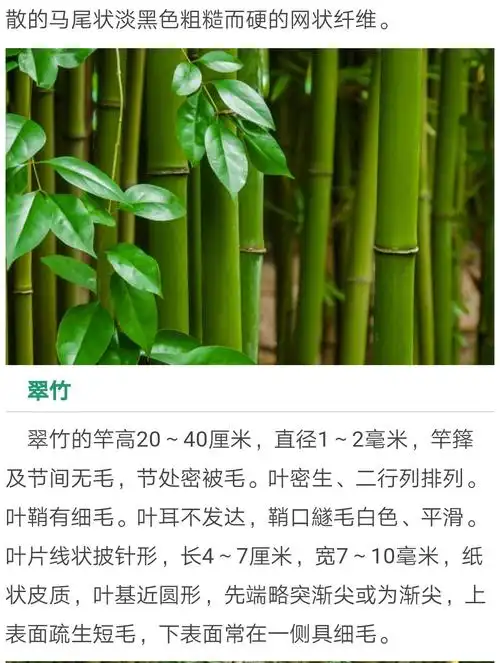 吴老师院落可植竹子品种和参考图