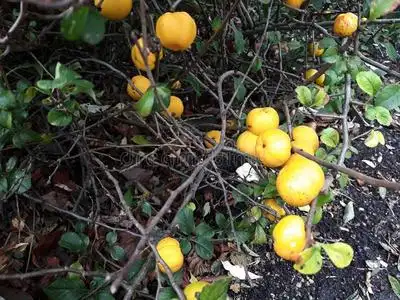 柏果树灌木关于日本人温柏,木瓜属杂交生成的生物体,和成熟的成果.