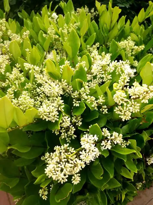 户外植物  冬青树开花