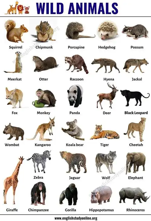 wild animals: list of 30  popular names of wild animals in