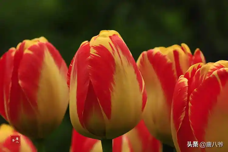 红黄郁金香,芳菲满园香