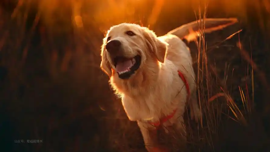 金毛寻回犬图片-动物壁纸 - 壁纸家
