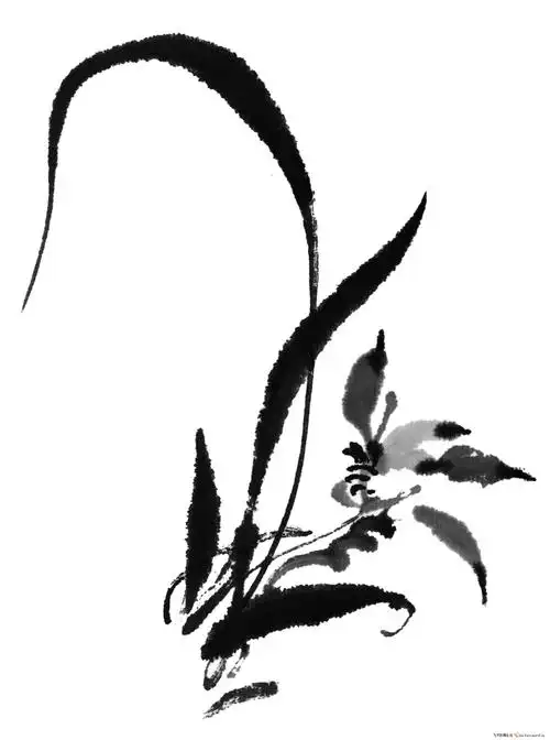 【天狼收藏】工笔花鸟-高清水墨兰