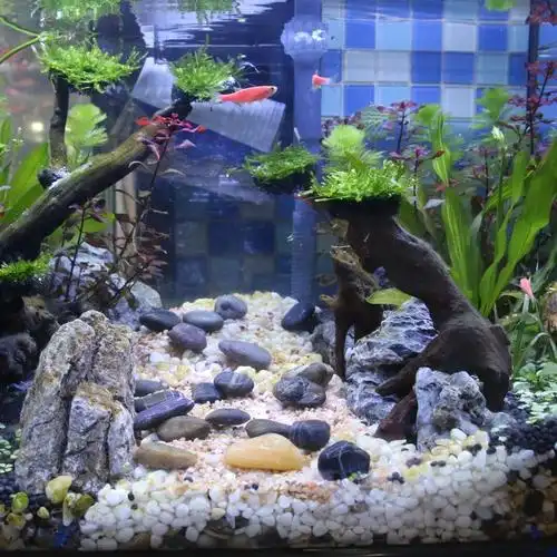 鹅卵石溪流石原生天然溪流沙鱼缸底沙大矶砂石鱼龟吓缸水族造景