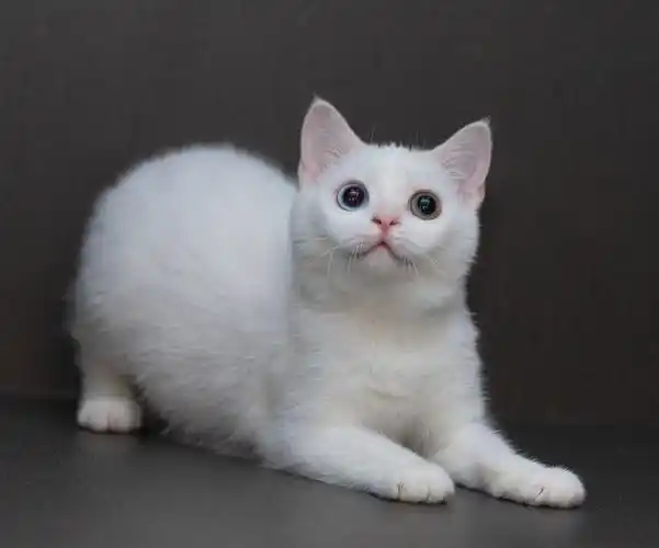 英短纯白异瞳妹妹999找家两针疫苗