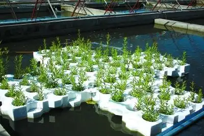 水上种菜靓京郊 能吃能赏又环保