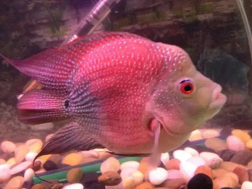 这条麒麟鹦鹉能值多少?