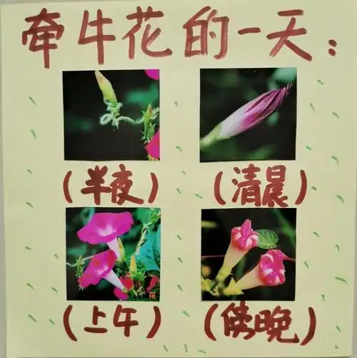小小牵牛花