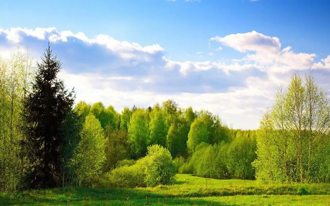 绿色护眼森林风景图片桌面壁纸高清大图预览1920x1200_风景壁纸下载