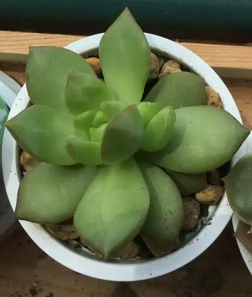 这绝对是开桂区最丑的多肉