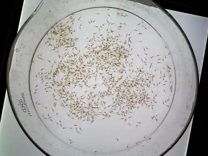 凉山小龙虾苗养殖