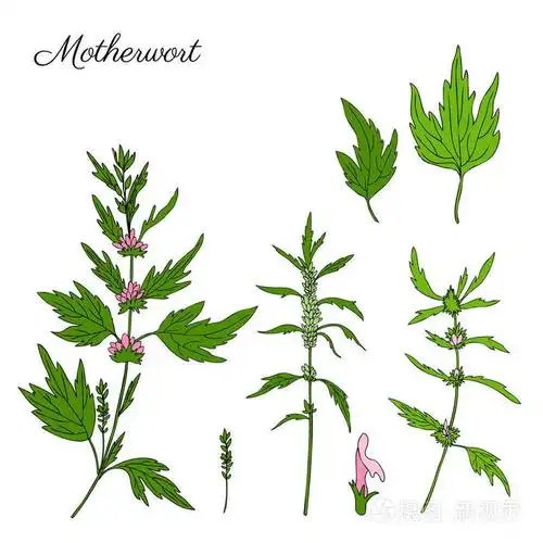 插画 益母草手绘矢量素描在白色背景, 彩色草药镇静植物, 有机食品