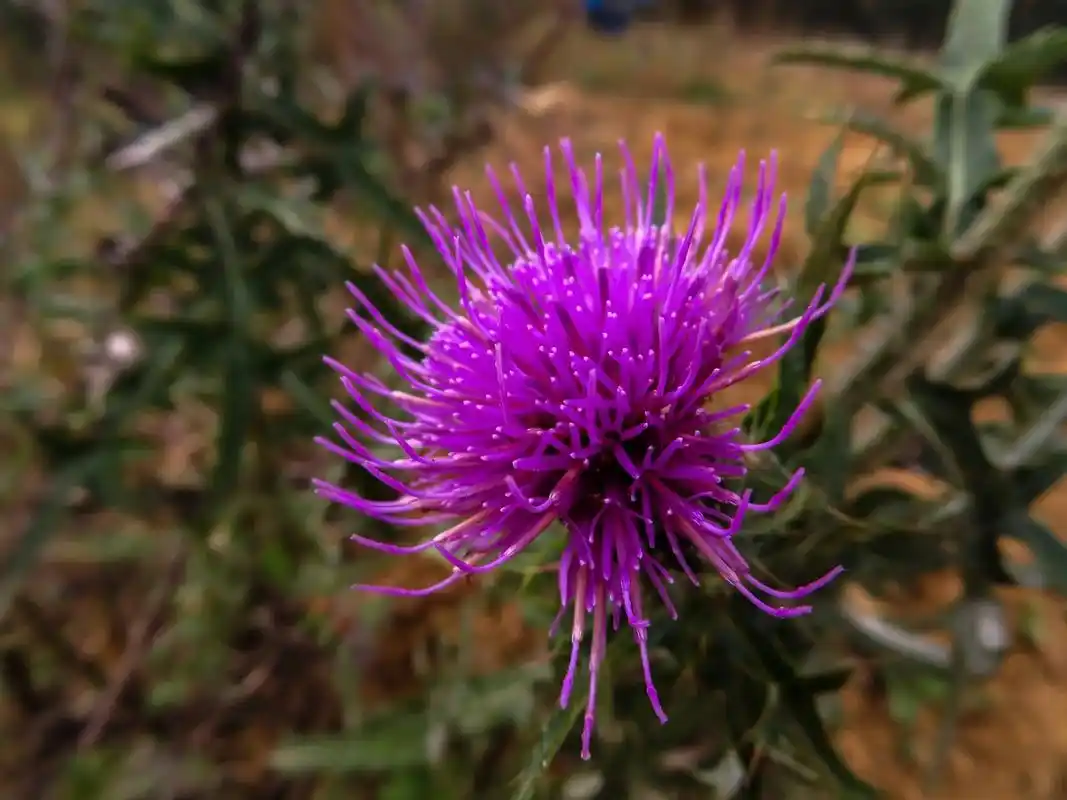 分享一些近期在野外遇到的一些花花草草#捕捉身边的花 - 抖音