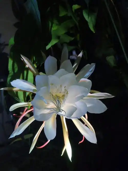 『昙花开了』灿如明月姬如雪,清香四溢魄皎洁.