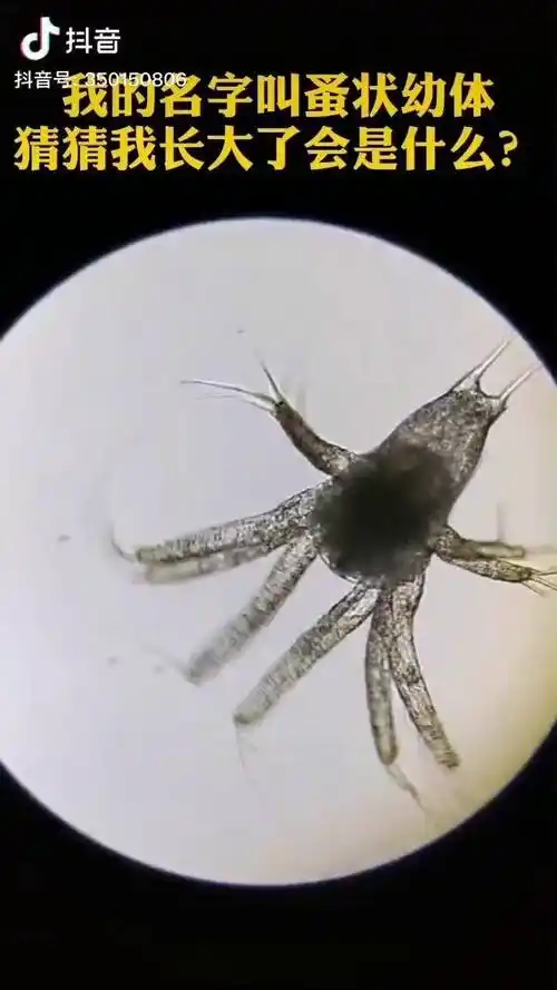 我的名字叫蚤状幼体猜猜我长大了会变成什么样子水产养殖水产水产人
