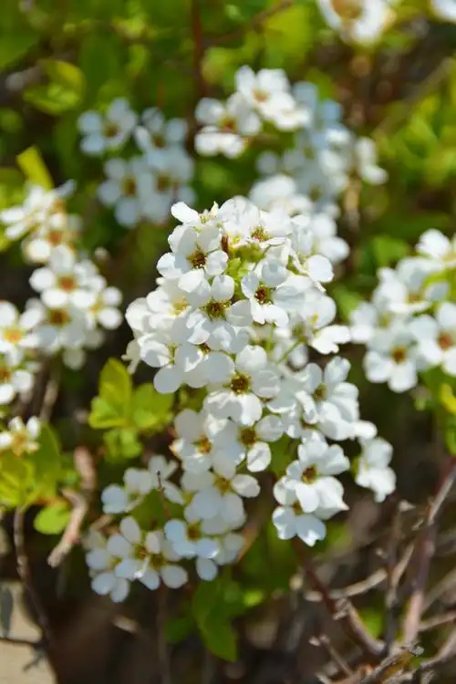 珍珠绣线菊原创拍摄