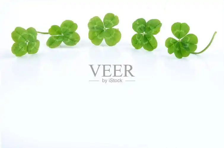 四叶草照片摄影图片