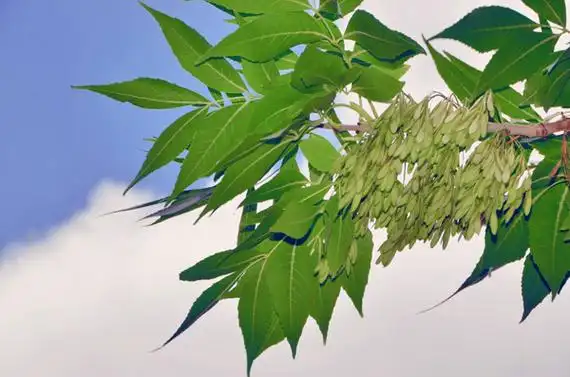 白蜡树种子怎么种植对节白蜡树种植技术