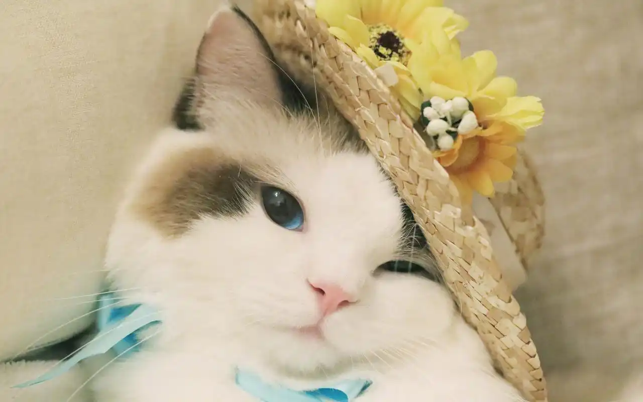 铲屎官最爱的猫咪桌面壁纸