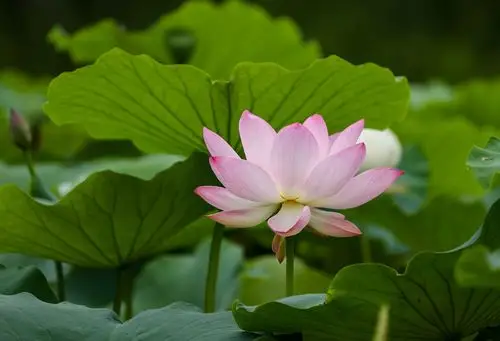 在世如莲,素心静雅.