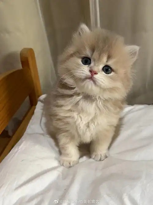 奶豆窝次九宫格  这窝真的是每一只的颜值都超高  #长毛蓝金渐层##金