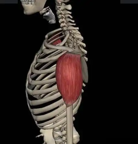 止点:三束合一止于肱骨三角肌粗隆.