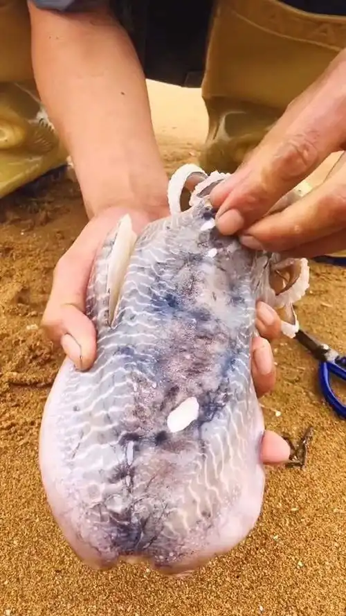 解剖墨鱼.