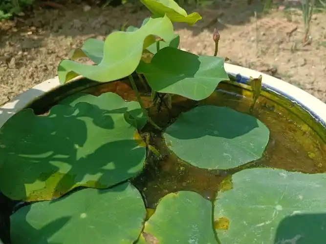 碗莲长了第一个花苞啦不知道还要几天能开