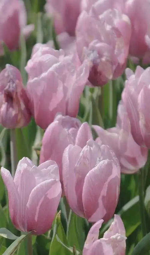 唯美清新的郁金香1920x1080分辨率查看