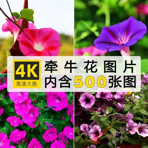 4k高清牵牛花图片喇叭花植物花朵摄影唯美花卉清新电脑手机壁纸素