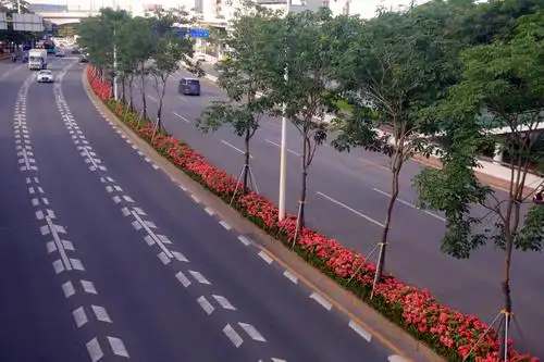 宝安区宝安大道绿化带提升工程完工效果汇报