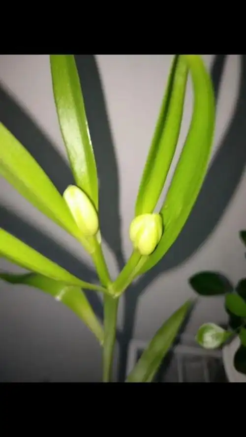 百合花结花苞了9393