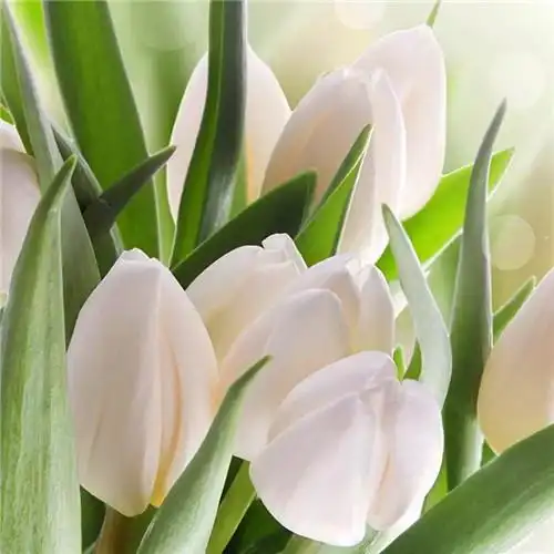 花开富贵头像 适合妈妈们用的高清好看花开富贵图片微信头像