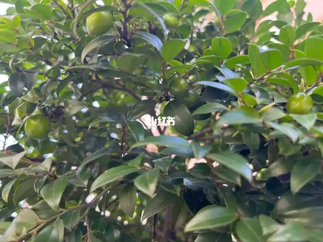 不经意间小叶紫檀竟然长果实了