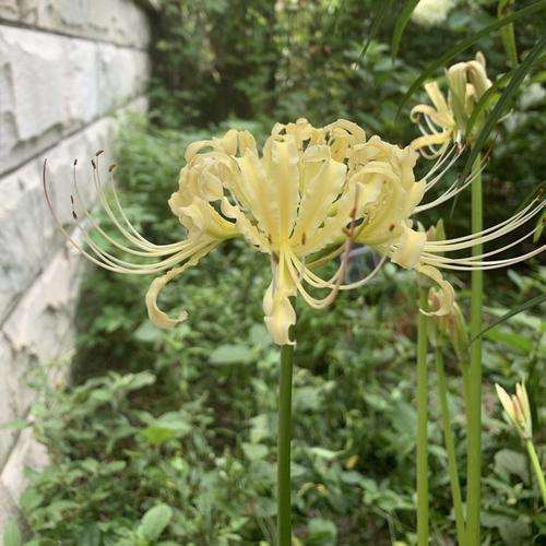 绿园花开 稻草石蒜花种球 白色彼岸花种子 曼珠沙华盆栽地栽花卉
