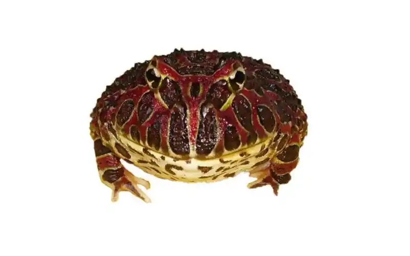 【角蛙开箱】南瓜角蛙开箱视频,角蛙王子作品,角蛙繁殖户,爬宠爱好者