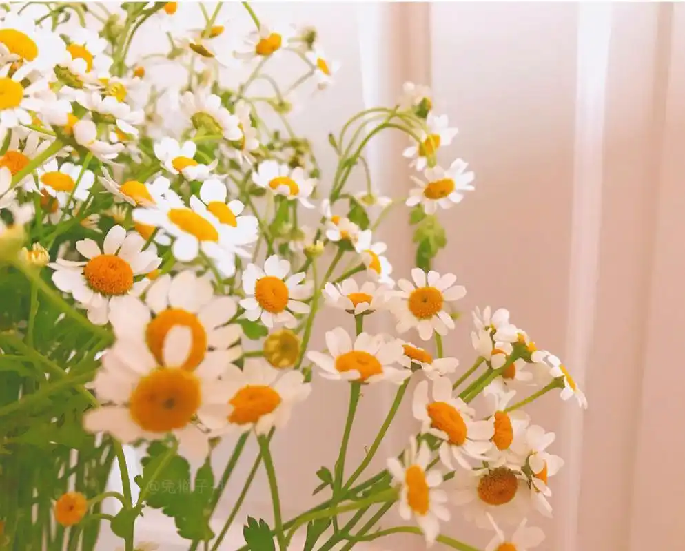 温柔浪漫朋友圈背景图(50)