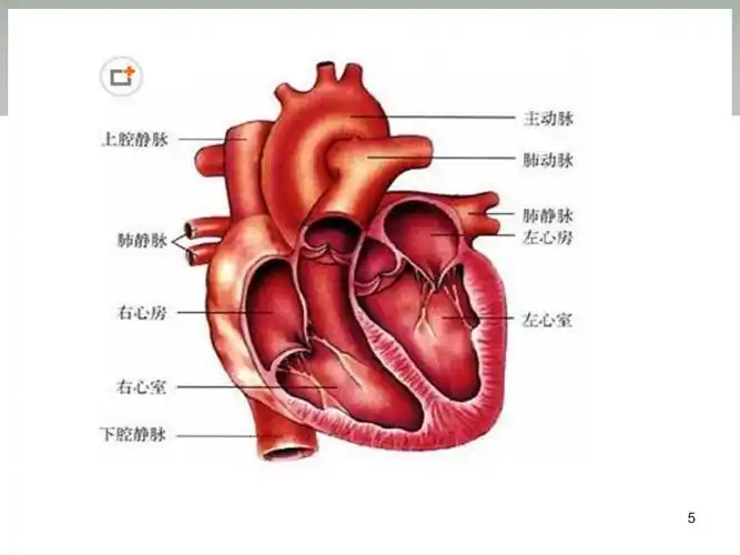 二尖瓣置换手术配合ppt课件ppt