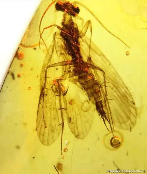 金珀蜻蜓琥珀昆虫