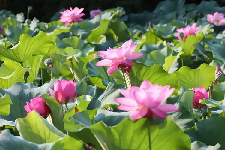 夏日荷花盛开