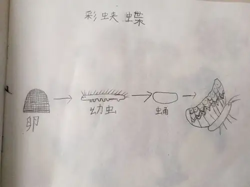 画出蝴蝶的生长过程