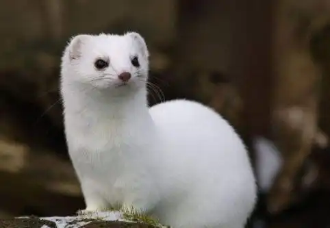 世界上最萌的"杀手"曾被人当作宠物饲养,网友:被外表欺骗了!