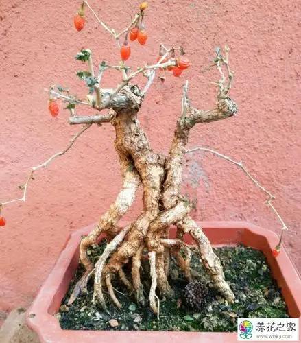 新栽枸杞多久能换盆